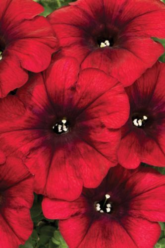 PETUNIA CRAZYTUNIA - RED BLUES