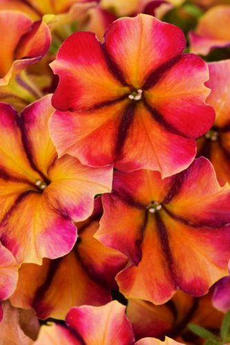 PÉTUNIA CRAZYTUNIA - TIKI TORCH