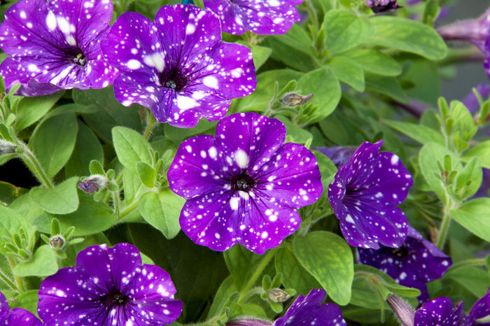 PÉTUNIAS HEADLINER - NIGHT SKY