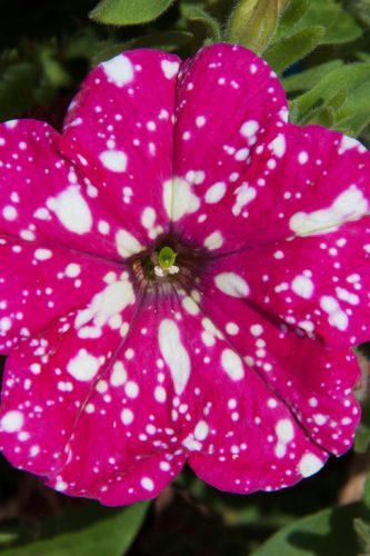 PETUNIA HEADLINER - PINK SKY
