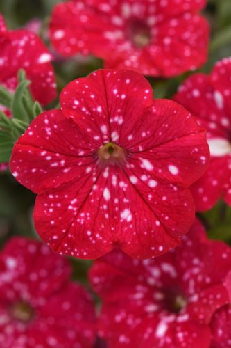 PÉTUNIA HEADLINER - STRAWBERRY SKY