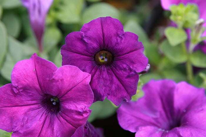 PÉTUNIA - EASY WAVE BLUE