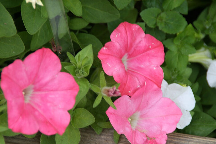 PETUNIA EASY WAVE - CORAL