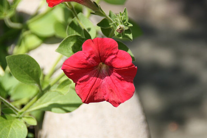 PETUNIA EASY WAVE - RED