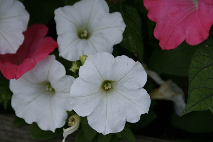 PÉTUNIA - EASY WAVE WHITE