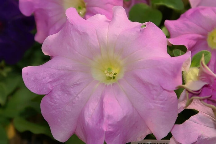 PÉTUNIA CASCADE - LILAS