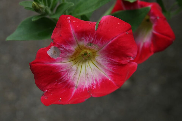 PÉTUNIA MULTI - ROUGE
