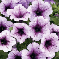 PETUNIA SUPERTUNIA BORDEAUX