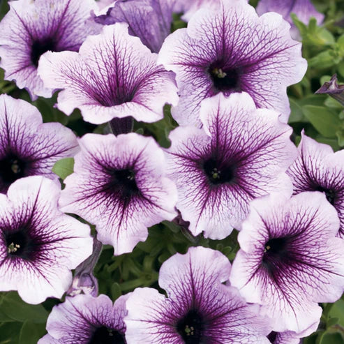 PETUNIA SUPERTUNIA BORDEAUX