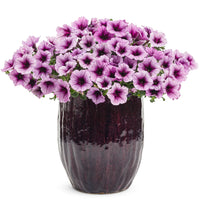 PETUNIA SUPERTUNIA BORDEAUX