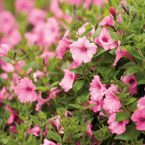 PETUNIA SUPERTUNIA VISTA BUBBLEGUM