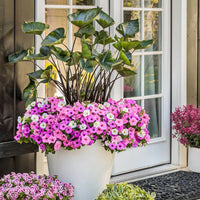 PETUNIA SUPERTUNIA VISTA BUBBLEGUM