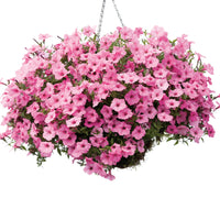 PETUNIA SUPERTUNIA VISTA BUBBLEGUM