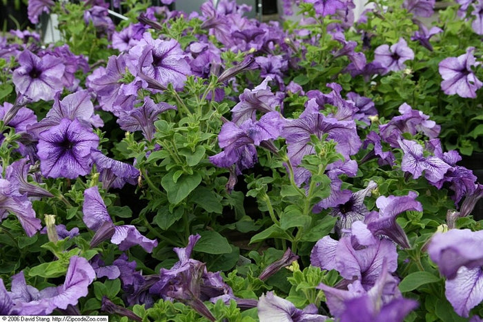 PÉTUNIA SIMPLE - BLEU FONCÉ