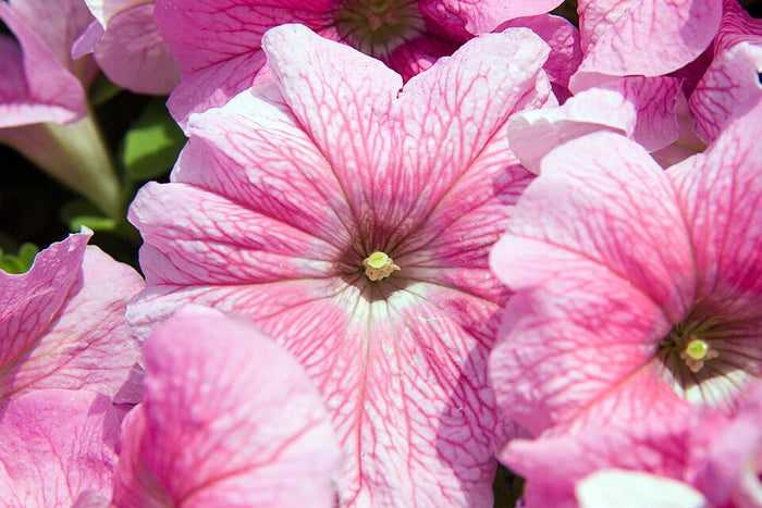 PETUNIA GRANDIFLORA - ULTRA LIGHT PINK VEIN