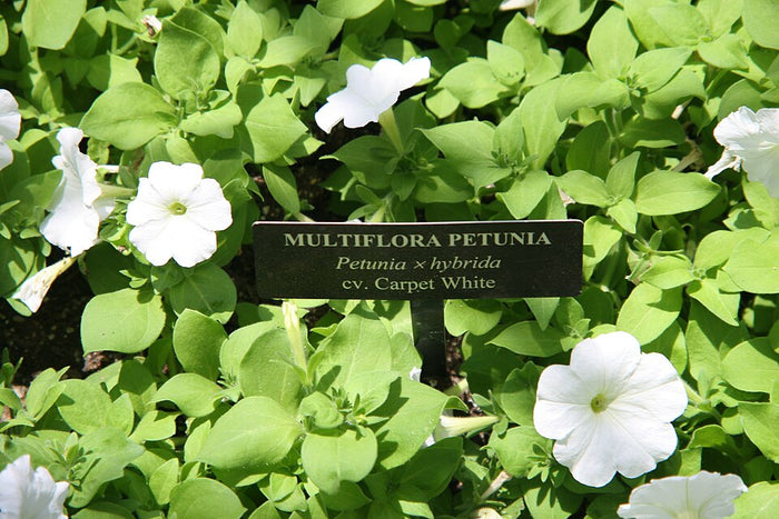 PÉTUNIA MULTI - BLANC