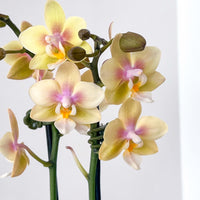 PHALAENOPSIS