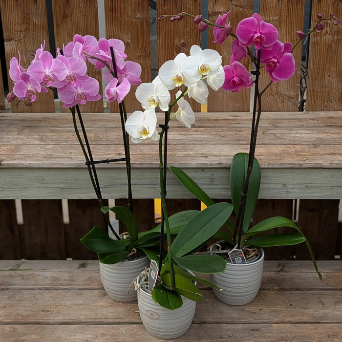 PHALAENOPSIS - ORCHIDEE PAPILLON / CACHE POT CERAMIQUE
