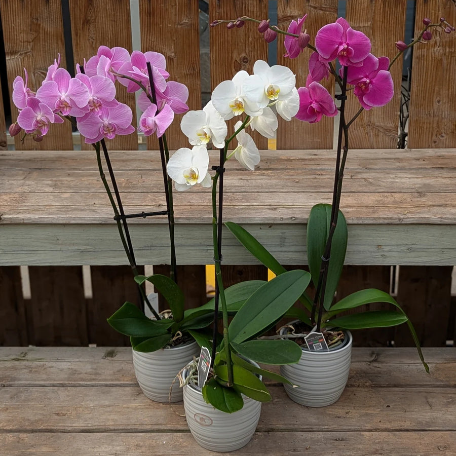 PHALAENOPSIS - MOTH ORCHID / CERAMIC POT COVER