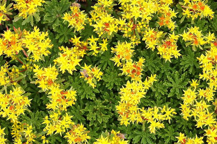 SEDUM KAMTSCHATICUM VAR. MIDDENDORFFIANUM