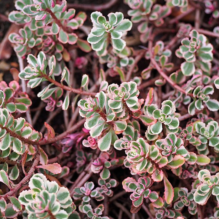 SEDUM SPURIUM - TRICOLOR