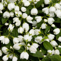 PHILADELPHUS VIRGINALIS - SNOWBELLE