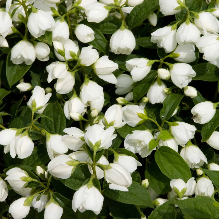 PHILADELPHUS VIRGINALIS - SNOWBELLE