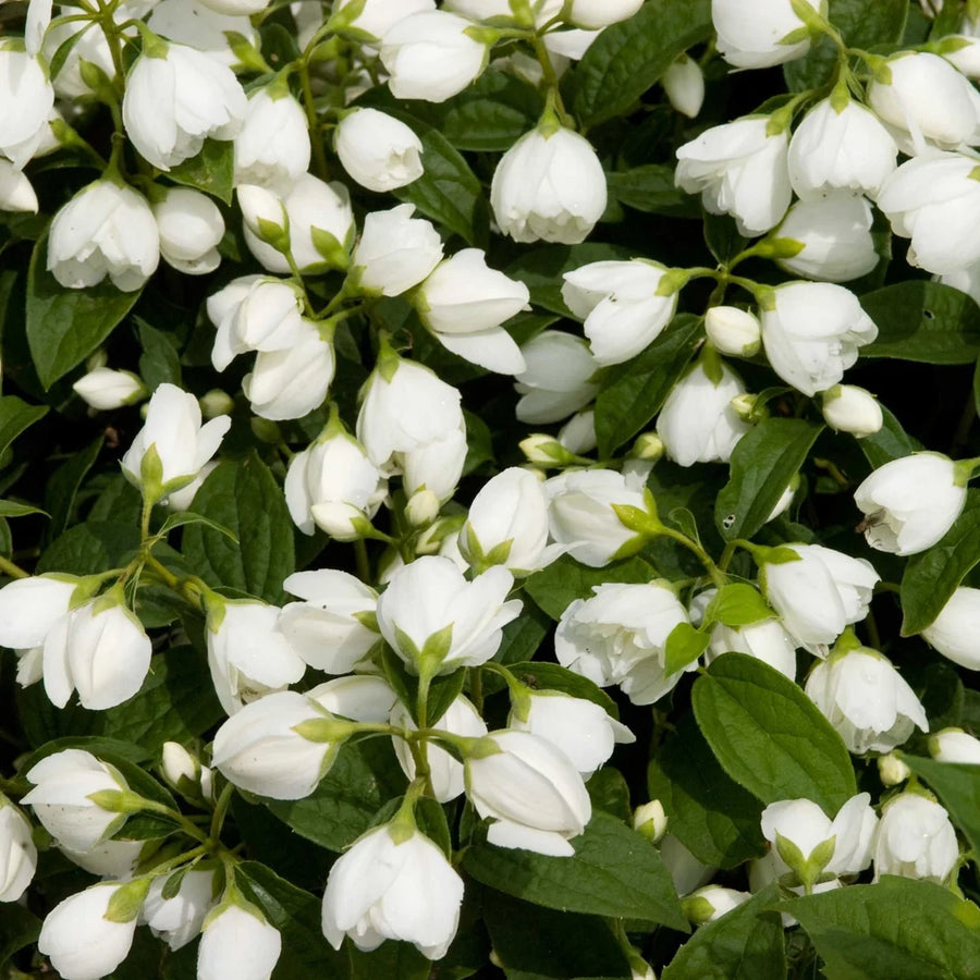 PHILADELPHUS VIRGINALIS - SNOWBELLE