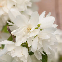 PHILADELPHUS VIRGINALIS - SNOWBELLE