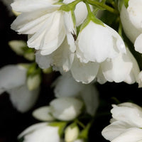 PHILADELPHUS VIRGINALIS - SNOWBELLE