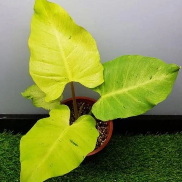 PHILODENDRON - SNOWDRIFT
