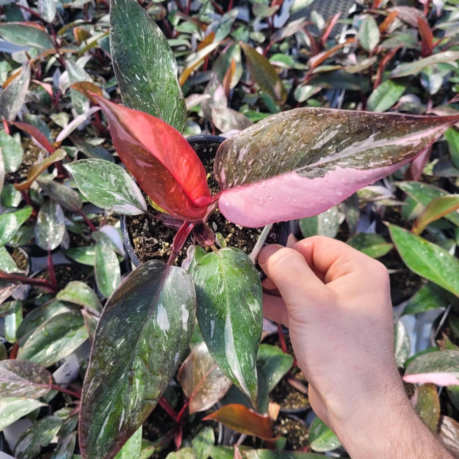 PHILODENDRON - PINK PRINCESS GALAXY