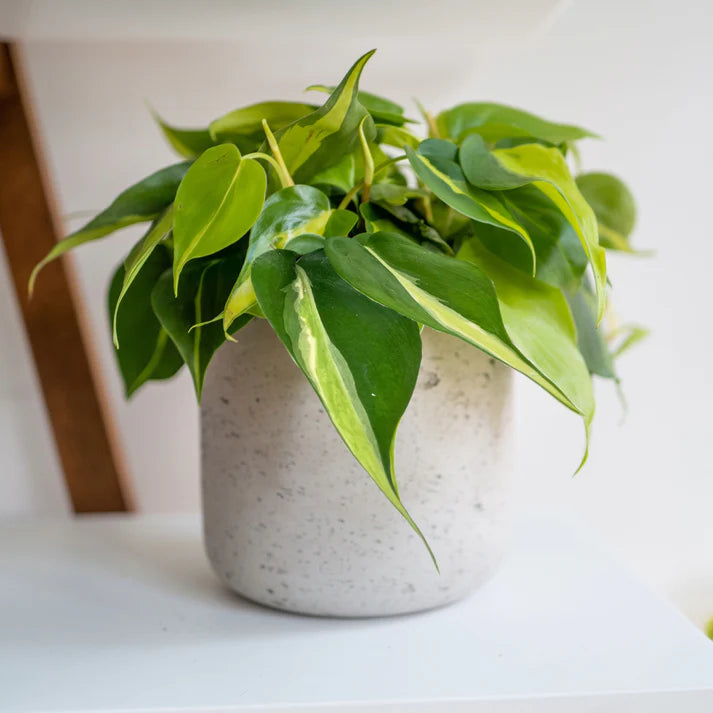 PHILODENDRON SILVER STRIPE