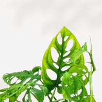 MONSTERA - ADANSONII