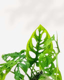 MONSTERA - ADANSONII
