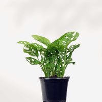 MONSTERA - ADANSONII