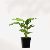MONSTERA - ADANSONII