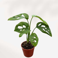MONSTERA - ADANSONII