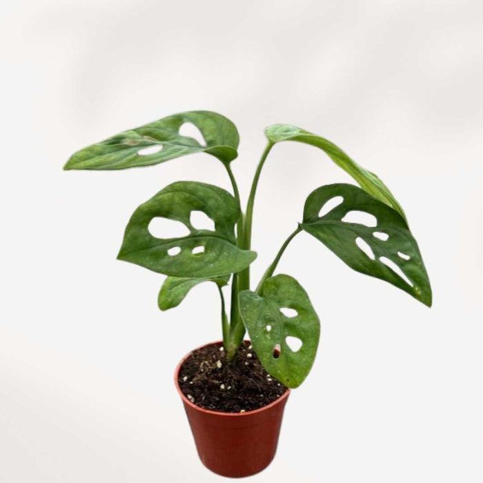 MONSTERA - ADANSONII