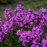 PHLOX PANICULATA GARDEN GIRLS - COVER GIRL