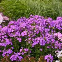 PHLOX PANICULATA GARDEN GIRLS - COVER GIRL