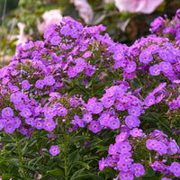 PHLOX PANICULATA GARDEN GIRLS - COVER GIRL