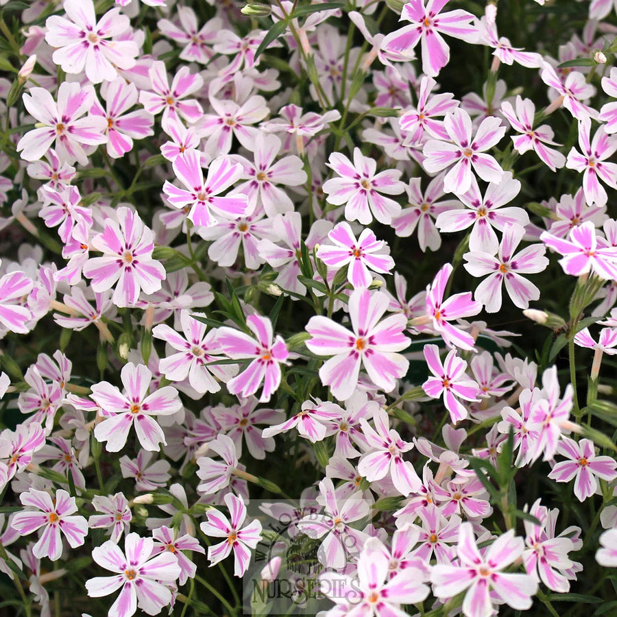 PHLOX SUBULATA - CANDY STRIPE