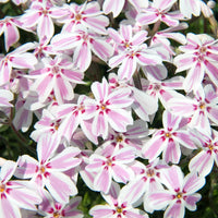 PHLOX SUBULATA - CANDY STRIPE