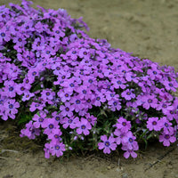PHLOX SUBULATA - EYE SHADOW