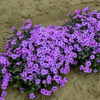 PHLOX SUBULATA - EYE SHADOW