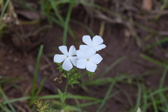 PHLOX - BLANC