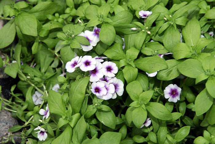 PHLOX - BLEU