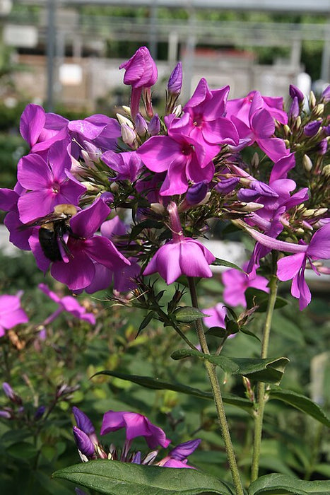 PHLOX PANICULATA - BLUE PARADISE