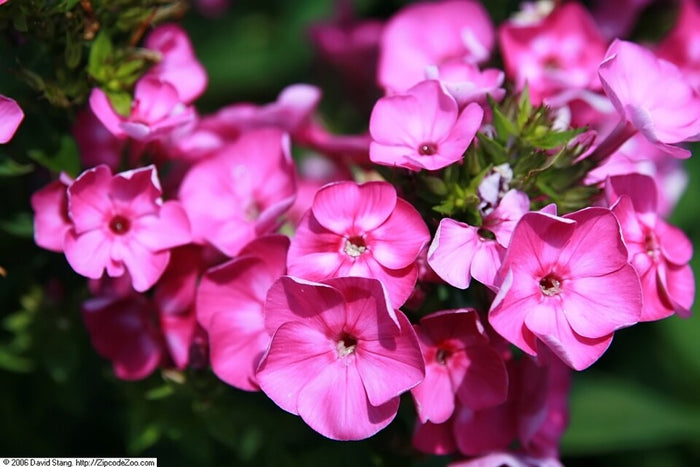 PHLOX PANICULATA - LAURA